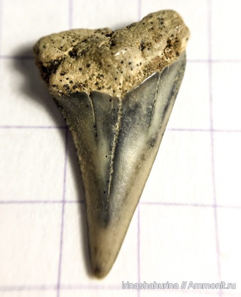 мел, мезозой, верхний мел, сеноман, Шацк, Малый Пролом, shark teeth, sharks