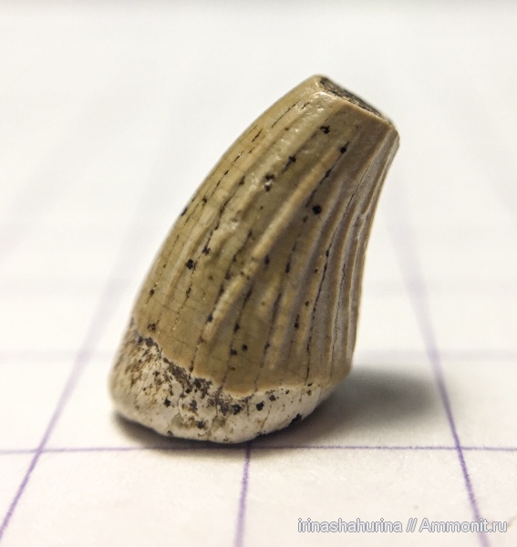 мел, сеноман, Шацк, Малый Пролом, Leptocleidia, Leptocleididae