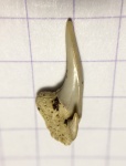 Грациозный зуб Pseudoscapanorhynchus compressidens