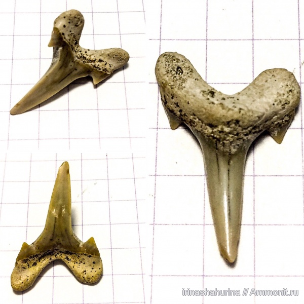 мел, сеноман, Archaeolamna, Шацк, Малый Пролом