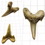 Archaeolamna sp.