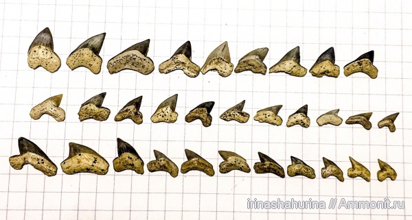 мел, Squalicorax, Palaeoanacorax, сеноман, Шацк, Малый Пролом