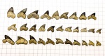Много зубов  Palaeoanacorax и Squalicorax!