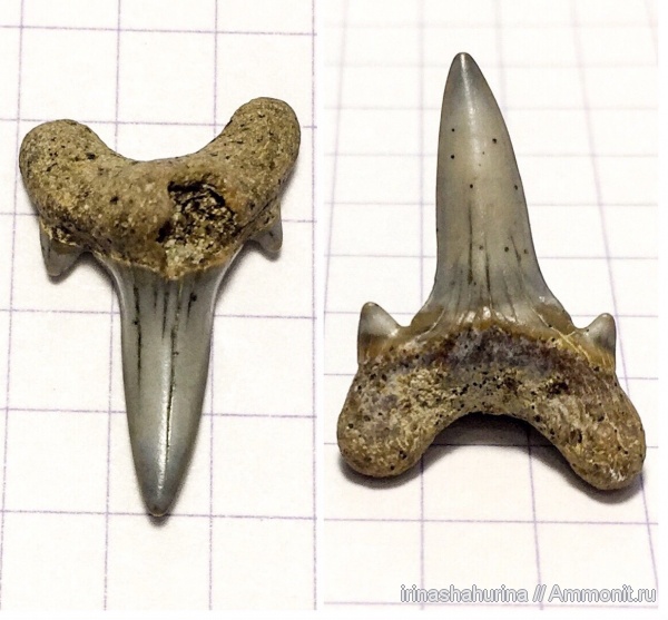 мел, сеноман, Archaeolamna, Шацк, Малый Пролом