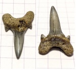 Немаленькая Archaeolamna