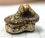 Ptychodus anonymus