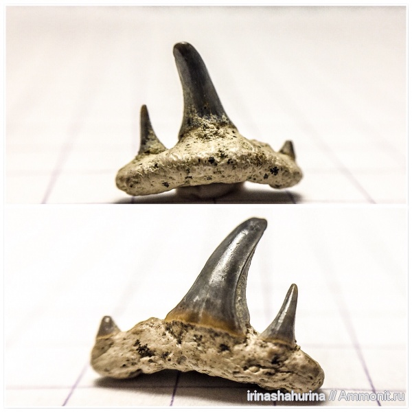 мел, сеноман, Paraorthacodus, Шацк, Малый Пролом