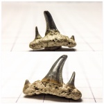 Paraorthacodus recurvus