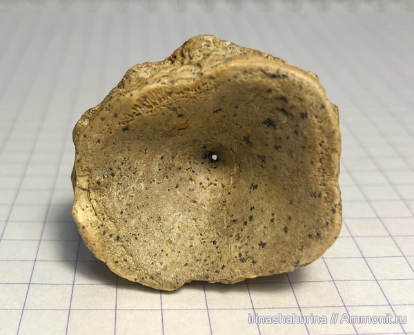 мел, сеноман, позвонки, Protosphyraena, Шацк, Малый Пролом, fish