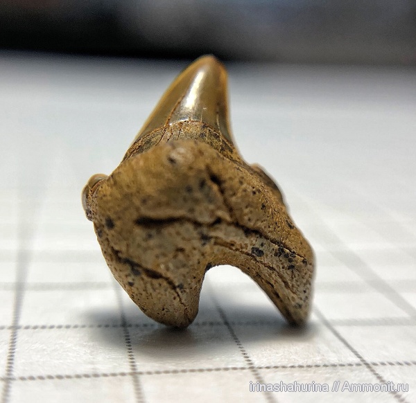 мел, Cretalamna, сеноман, Шацк, Малый Пролом, shark teeth
