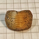 Ptychodus mammillaris