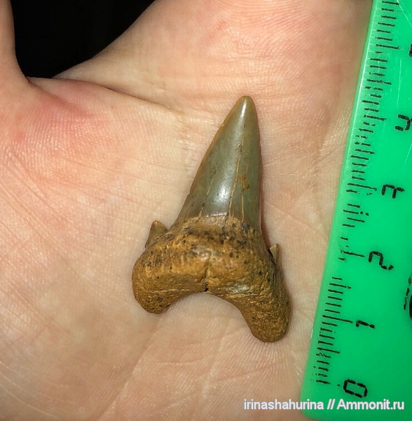 мел, сеноман, Шацк, Cardabiodon, Малый Пролом, shark teeth
