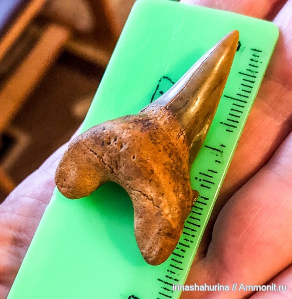 мел, сеноман, Шацк, Cardabiodon, Малый Пролом, teeth, sharks