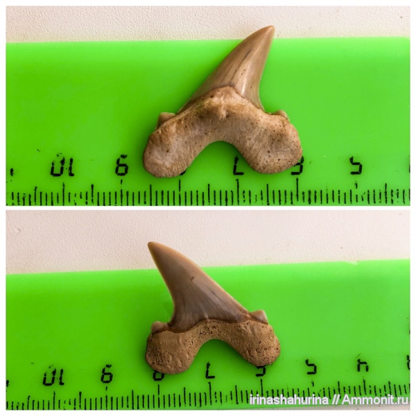 мел, Cretalamna, сеноман, Шацк, Малый Пролом, shark teeth
