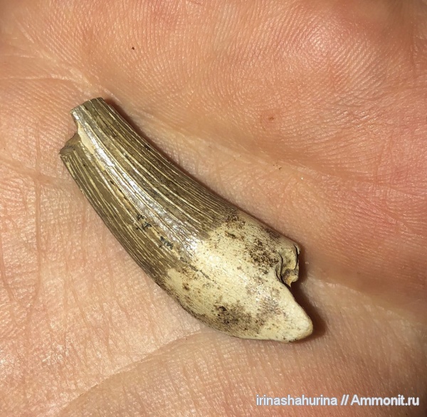мел, водные рептилии, плезиозавры, Plesiosaurus, сеноман, Шацк, Малый Пролом