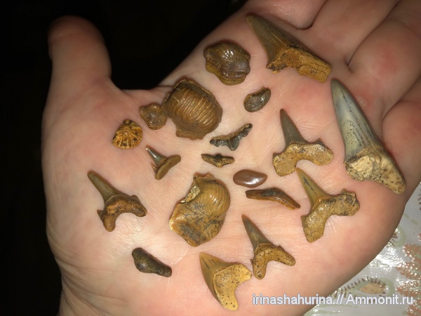 мел, Squalicorax, сеноман, Polyacrodus, Ptychodus, Cretoxyrhina, Cederstroemia, Paraorthacodus, Cretalamna appendiculata, Archaeolamna, Heterodontus, Pycnodontiformes, Шацк, Малый Пролом, Cretоlamna appendiculata, shark teeth