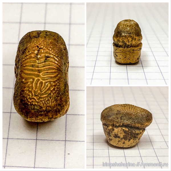 мел, сеноман, Ptychodus, Шацк, Малый Пролом, shark teeth, Ptychodus marginalis