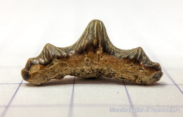 мел, сеноман, Polyacrodus, Шацк, Малый Пролом, shark teeth
