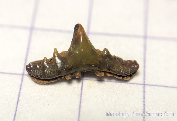 мел, сеноман, Synechodus, Шацк, Малый Пролом, Synechodus dubrisiensis