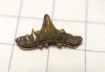 Synechodus dubrisiensis