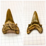 "Малыш" Cardabiodon "Малыш" Cardabiodon