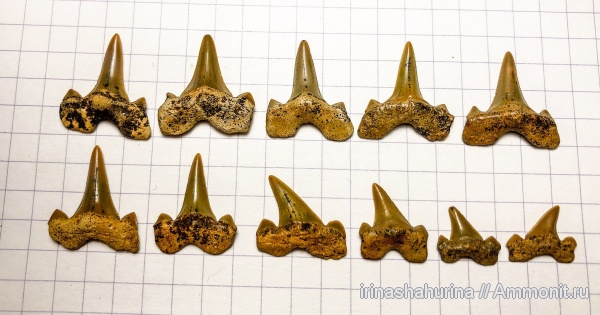 мел, сеноман, Cretalamna appendiculata, Шацк, Малый Пролом, Cretоlamna, Cretоlamna appendiculata