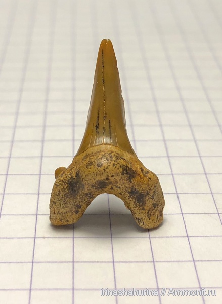 мел, Cretalamna, сеноман, Cretalamna appendiculata, Шацк, Малый Пролом, shark teeth