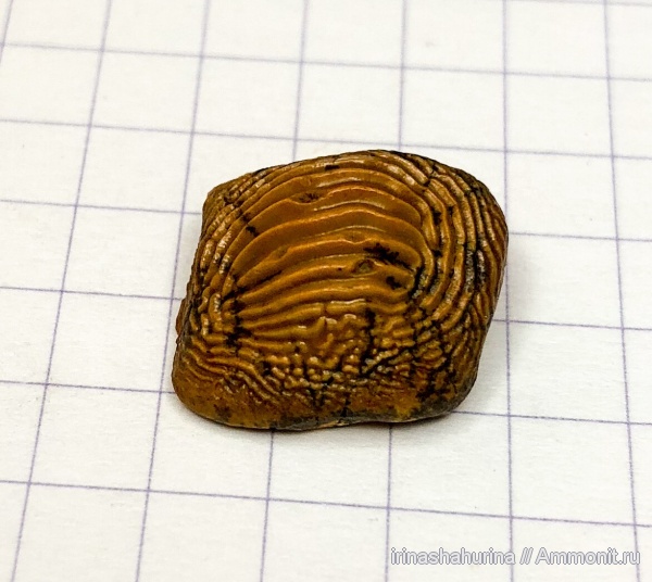 мел, сеноман, Ptychodus, Шацк, Малый Пролом, shark teeth, Ptychodus marginalis