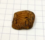 Зуб Ptychodus marginalis