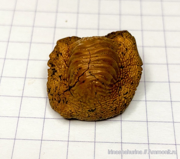 мел, сеноман, Ptychodus, Ptychodus mammillaris, Шацк, Малый Пролом, shark teeth