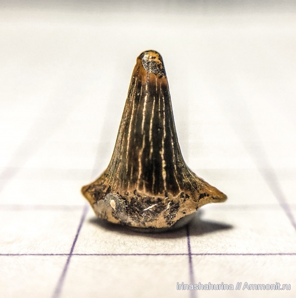 мел, сеноман, Hybodontidae, Шацк, Meristodonoides, Малый Пролом, shark teeth, гибодонты