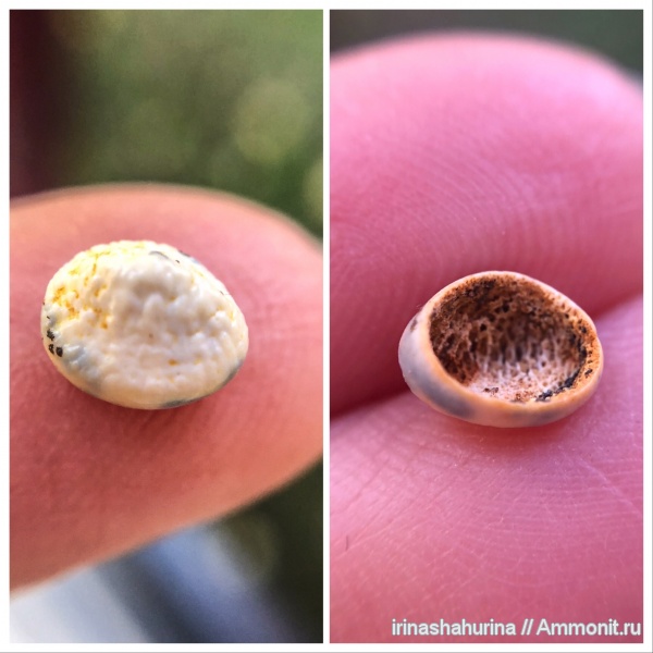 мел, сеноман, Pycnodontiformes, Шацк, Малый Пролом