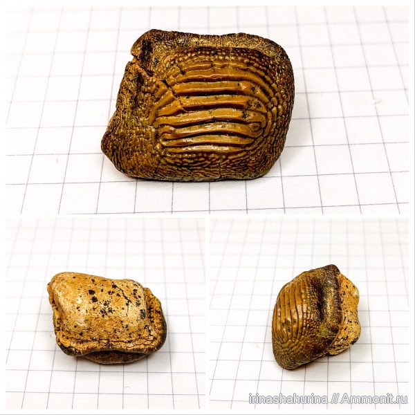 мел, сеноман, Ptychodus, Шацк, Малый Пролом, shark teeth, Ptychodus marginalis