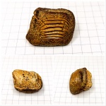Крупный зуб Ptychodus marginalis