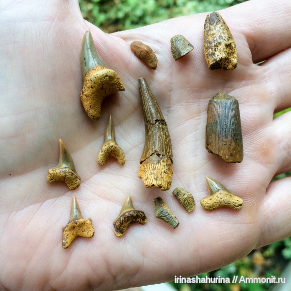 мел, Plesiosaurus, Squalicorax, сеноман, Polyacrodus, Elasmosauridae, Acrodus, Heterodontus, Шацк, Малый Пролом, Paranomotodon, shark teeth
