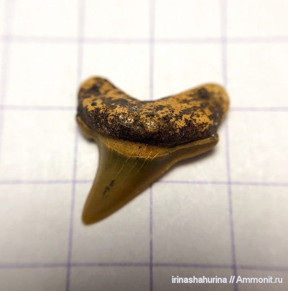 мел, сеноман, Шацк, Малый Пролом, Paranomotodon, shark teeth
