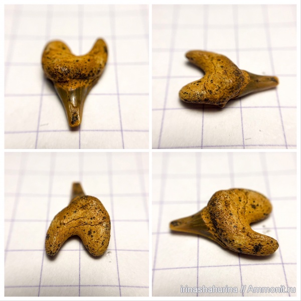 мел, сеноман, Cretoxyrhina, Cretoxyrhina denticulata, симфизные зубы, Шацк, Малый Пролом, shark teeth