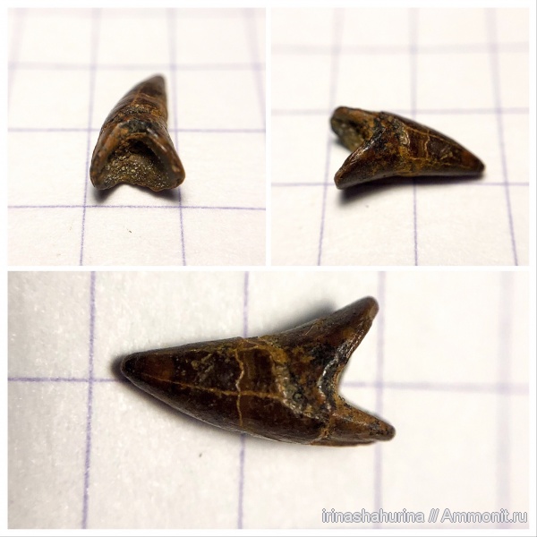 мел, сеноман, Osteichthyes, Шацк, Малый Пролом, Pachyrhizodus