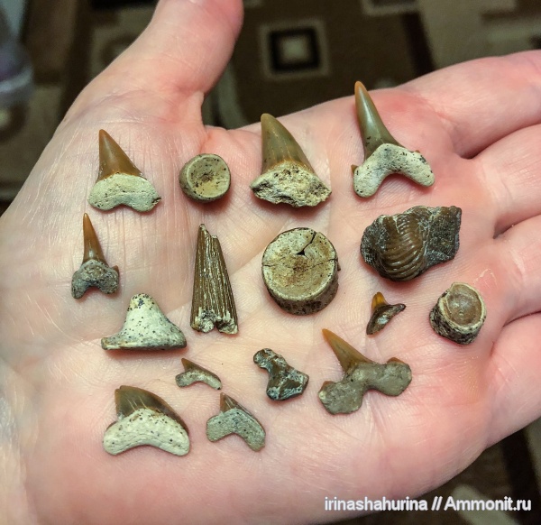 мел, водные рептилии, Squalicorax, Palaeoanacorax, сеноман, Polyacrodus, Ptychodus, Cretoxyrhina denticulata, Cretalamna appendiculata, Archaeolamna, Enchodus, Шацк, Малый Пролом, shark teeth