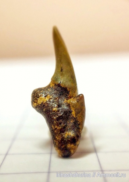 мел, сеноман, Pseudoscapanorhynchus compressidens, Шацк, Малый Пролом, Pseudoscapanorhynchus, shark teeth