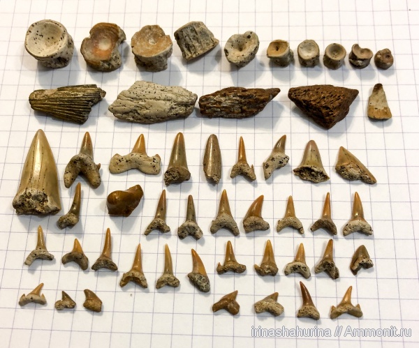 мел, сеноман, Шацк, Малый Пролом, shark teeth