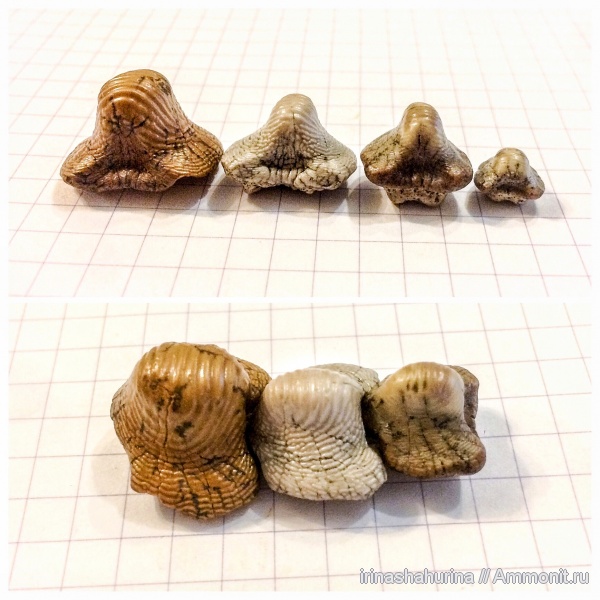 мел, сеноман, Ptychodus, Шацк, Малый Пролом, shark teeth, ptychodus anonymus