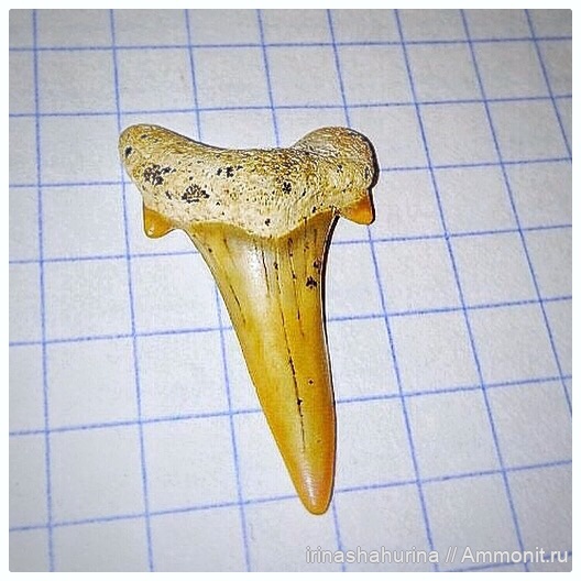 мел, Cretalamna, сеноман, Шацк, Малый Пролом, shark teeth