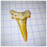 Крупный зуб Cretalamna sp. или передний Cretalamna appendiculata?