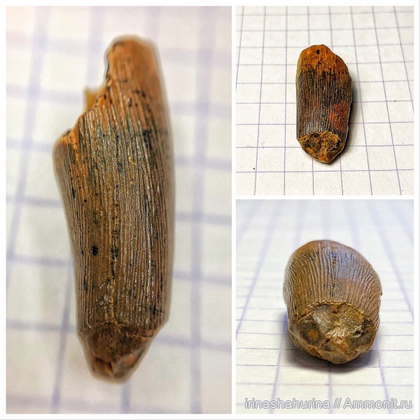 мел, водные рептилии, сеноман, Elasmosauridae, Шацк, Малый Пролом