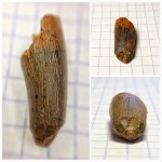 Зуб  Elasmosauridae indet