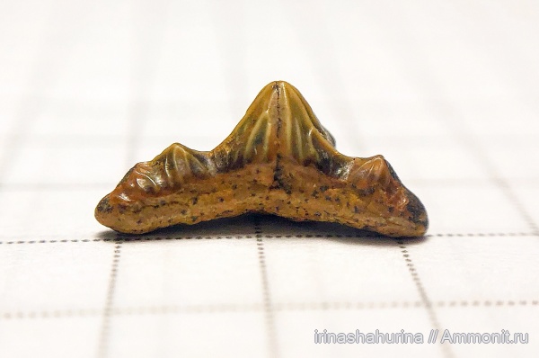 мел, сеноман, Polyacrodus, Шацк, Малый Пролом, shark teeth