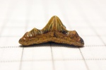 Polyacrodus