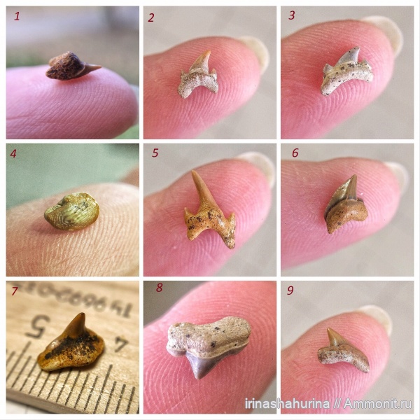 мел, Squalicorax, Palaeoanacorax, Cretalamna, сеноман, Ptychodus, Squatina, Archaeolamna, симфизные зубы, Шацк, Малый Пролом, shark teeth