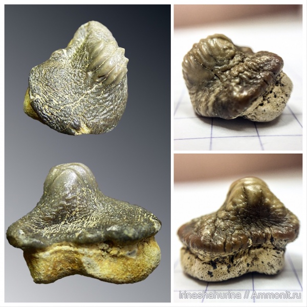 мел, сеноман, Ptychodus, Шацк, Малый Пролом, shark teeth, ptychodus anonymus